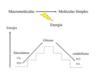 Macromoléculas              Moléculas Simples


                       Energia
Energia


                   Glicose


    fotossíntese                     catabolismo
      CO2                              H2O
      H2O                              CO2
 