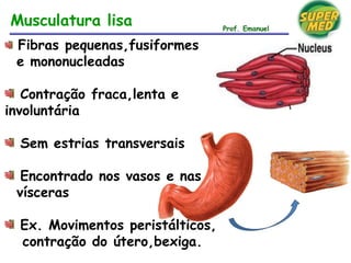 Fibras pequenas,fusiformes
e mononucleadas
Contração fraca,lenta e
involuntária
Sem estrias transversais
Encontrado nos vasos e nas
vísceras
Ex. Movimentos peristálticos,
contração do útero,bexiga.
Musculatura lisa Prof. Emanuel
 