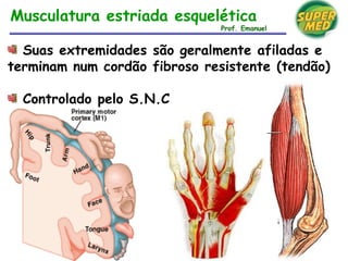 Suas extremidades são geralmente afiladas e
terminam num cordão fibroso resistente (tendão)
Controlado pelo S.N.C
Musculatura estriada esquelética
Prof. Emanuel
 