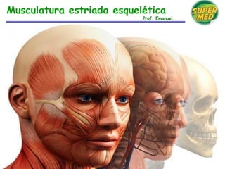 Musculatura estriada esquelética
Prof. Emanuel
 