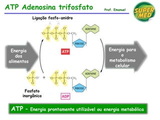 ATP Adenosina trifosfato Prof. Emanuel
ATP – Energia prontamente utilizável ou energia metabólica
Ligação fosfo-anidro
Energia
dos
alimentos
Energia para
o
metabolismo
celular
Fosfato
inorgânico
 
