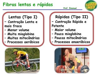 Lentas (Tipo I)
– Contração Lenta e
mais fraca
– Menor volume
– Muita mioglobina
– Muitas mitocôndrias
– Processos aeróbicos
Rápidas (Tipo II)
– Contração Rápida e
Potente
– Maior volume
– Pouca mioglobina
– Poucas mitocôndrias
– Processos anaeróbicos
Fibras lentas e rápidas
Prof. Emanuel
 