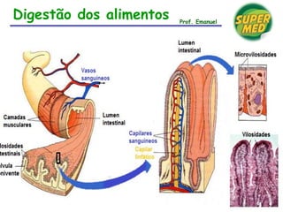 Digestão dos alimentos Prof. Emanuel
 