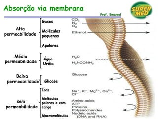 Prof. Emanuel
Alta
permeabilidade
Gases
Moléculas
pequenas
Apolares
Média
permeabilidade
Água
Uréia
Baixa
permeabilidade Glicose
sem
permeabilidade
Íons
Moléculas
polares e com
carga
Macromoléculas
Absorção via membrana
 