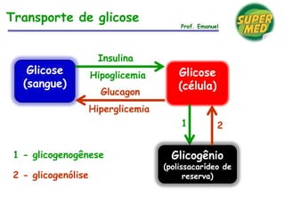 Transporte de glicose
Prof. Emanuel
Glicose
(sangue)
Glicose
(célula)
Insulina
Hipoglicemia
Glicogênio
(polissacarídeo de
reserva)
1
1 - glicogenogênese
Glucagon
Hiperglicemia
2
2 - glicogenólise
 
