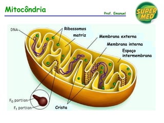 Mitocôndria Prof. Emanuel
Ribossomos
matriz Membrana externa
Membrana interna
Espaço
intermembrana
Crista
 