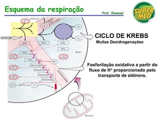 Esquema da respiração Prof. Emanuel
CICLO DE KREBS
Muitas Desidrogenações
Fosforilação oxidativa a partir do
fluxo de H+ proporcionado pelo
transporte de elétrons.
 