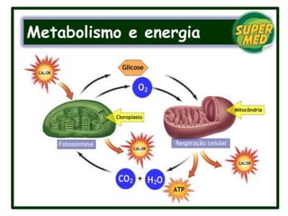 Metabolismo e energia
 