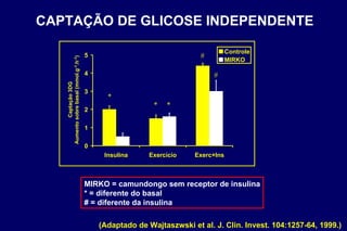 MIRKO = camundongo sem receptor de insulina * = diferente do basal # = diferente da insulina CAPTAÇÃO DE GLICOSE INDEPENDENTE (Adaptado de Wajtaszwski et al. J. Clin. Invest. 104:1257-64, 1999.) 