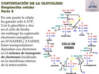 CONTINUACIÓN DE LA GLUCOLISIS
Respiración celular
Parte 2
En este punto la célula
ha ganado solo 4 ATP,
2 en la glucólisis y dos
en el ciclo de Krebs,
sin embargo ha capturado
electrones energéticos
en 10 NADH2 y 2 FADH2.
Estos transportadores
depositan sus electrones
en el sistema de transporte
de electrones localizado
en la membrana interna
de la mitocondria.
 