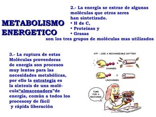 2.- La energía se extrae de algunas
                           moléculas que otros seres
                           han sintetizado.
METABOLISMO                • H de C,
                           • Proteínas y
ENERGETICO                 • Grasas
                son los tres grupos de moléculas mas utilizados


 3.- La ruptura de estas
 Moléculas proveedoras
 de energía son procesos
 muy lentos para las
 necesidades metabólicas,
 por ello la estrategia es
 la síntesis de una molé-
 cula“almacenadora”de
 energía, común a todos los
 procesosy de fácil
  y rápida liberación
 