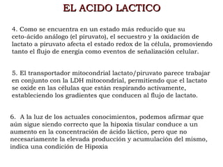 EL ACIDO LACTICO

4. Como se encuentra en un estado más reducido que su
ceto-ácido análogo (el piruvato), el secuestro y la oxidación de
lactato a piruvato afecta el estado redox de la célula, promoviendo
tanto el flujo de energía como eventos de señalización celular.


5. El transportador mitocondrial lactato/piruvato parece trabajar
en conjunto con la LDH mitocondrial, permitiendo que el lactato
se oxide en las células que están respirando activamente,
estableciendo los gradientes que conducen al flujo de lactato.


6.  A la luz de los actuales conocimientos, podemos afirmar que
aún sigue siendo correcto que la hipoxia tisular conduce a un
aumento en la concentración de ácido láctico, pero que no
necesariamente la elevada producción y acumulación del mismo,
indica una condición de Hipoxia
 