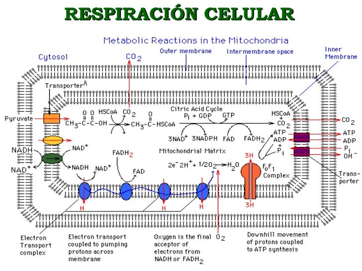 Ideal que dieta para adelgazar la panza rapido tratamiento depende causa Soy dieta para adelgazar la panza rapido tratamiento ideal