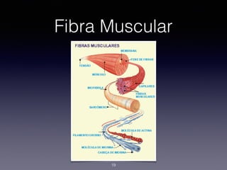 Fibra Muscular
19
 