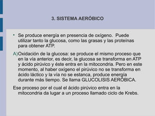 3. SISTEMA AERÓBICO

Se produce energía en presencia de oxígeno. Puede
utilizar tanto la glucosa, como las grasas y las proteínas
para obtener ATP.
A)Oxidación de la glucosa: se produce el mismo proceso que
en la vía anterior, es decir, la glucosa se transforma en ATP
y ácido pirúvico y éste entra en la mitocondria. Pero en este
momento, al haber oxígeno el pirúvico no se transforma en
ácido láctico y la vía no se estanca, produce energía
durante más tiempo. Se llama GLUCOLISIS AERÓBICA.
Ese proceso por el cual el ácido pirúvico entra en la
mitocondria da lugar a un proceso llamado ciclo de Krebs.
 