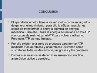 CONCLUSIÓN

El aparato locomotor tiene a los músculos como encargados
de generar el movimiento, para ello la célula muscular es
capaz de transformar la energía química en energía
mecánica. Para ello, utiliza la energía acumulada en los ATP
y es capaz de resintetizar el ATP para volver a utilizarlo.
Pero este ATP es muy limitado.

Por ello existen una serie de procesos para formar ATP
mediante vías aeróbicas y anaeróbicas utilizando como
sustrato los hidratos de carbono, las grasas y las proteínas.

Dichos mecanismos se denominan anaeróbico aláctico,
anaeróbico láctico y aeróbico.
 