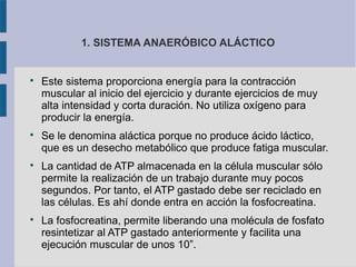 1. SISTEMA ANAERÓBICO ALÁCTICO

Este sistema proporciona energía para la contracción
muscular al inicio del ejercicio y durante ejercicios de muy
alta intensidad y corta duración. No utiliza oxígeno para
producir la energía.

Se le denomina aláctica porque no produce ácido láctico,
que es un desecho metabólico que produce fatiga muscular.

La cantidad de ATP almacenada en la célula muscular sólo
permite la realización de un trabajo durante muy pocos
segundos. Por tanto, el ATP gastado debe ser reciclado en
las células. Es ahí donde entra en acción la fosfocreatina.

La fosfocreatina, permite liberando una molécula de fosfato
resintetizar al ATP gastado anteriormente y facilita una
ejecución muscular de unos 10”.
 