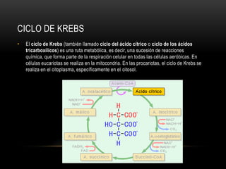 CICLO DE KREBS
• El ciclo de Krebs (también llamado ciclo del ácido cítrico o ciclo de los ácidos
tricarboxílicos) es una ruta metabólica, es decir, una sucesión de reacciones
química, que forma parte de la respiración celular en todas las células aeróbicas. En
células eucariotas se realiza en la mitocondria. En las procariotas, el ciclo de Krebs se
realiza en el citoplasma, específicamente en el citosol.
 