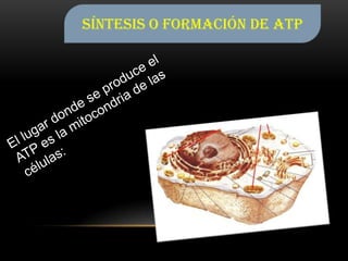 Síntesis o formación de ATP

 