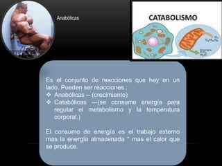 Anabólicas

Es el conjunto de reacciones que hay en un
lado. Pueden ser reacciones :
 Anabólicas -- (crecimiento)
 Catabólicas ---(se consume energía para
regular el metabolismo y la temperatura
corporal.)

El consumo de energía es el trabajo externo
mas la energía almacenada * mas el calor que
se produce.

 