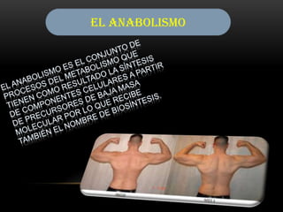 El ANABOLISMO

 
