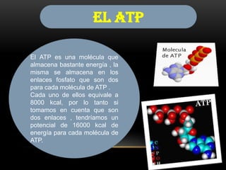 EL ATP
El ATP es una molécula que
almacena bastante energía , la
misma se almacena en los
enlaces fosfato que son dos
para cada molécula de ATP .
Cada uno de ellos equivale a
8000 kcal, por lo tanto si
tomamos en cuenta que son
dos enlaces , tendríamos un
potencial de 16000 kcal de
energía para cada molécula de
ATP.

 