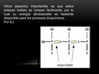 Otros aspectos importantes es que estos
enlaces fosfato se rompen fácilmente, por lo
cual su energía almacenada es bastante
disponible para los procesos bioquímicos.
Por EJ.

 