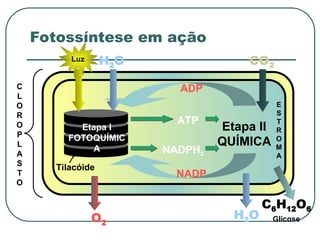C
L
O
R
O
P
L
A
S
T
O
Tilacóide
Etapa II
QUÍMICA
Etapa I
FOTOQUÍMIC
A
Luz H2O CO2
ADP
NADP
H2O
C6H12O6
ATP
NADPH2
O2
E
S
T
R
O
M
A
Glicose
Fotossíntese em ação
 
