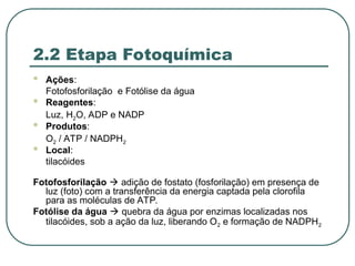 2.2 Etapa Fotoquímica
 Ações:
Fotofosforilação e Fotólise da água
 Reagentes:
Luz, H2O, ADP e NADP
 Produtos:
O2 / ATP / NADPH2
 Local:
tilacóides
Fotofosforilação  adição de fostato (fosforilação) em presença de
luz (foto) com a transferência da energia captada pela clorofila
para as moléculas de ATP.
Fotólise da água  quebra da água por enzimas localizadas nos
tilacóides, sob a ação da luz, liberando O2 e formação de NADPH2
 