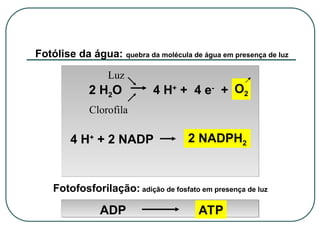 Fotólise da água: quebra da molécula de água em presença de luz
Luz
Clorofila
Fotofosforilação: adição de fosfato em presença de luz
ATP
ADP
O2
2 NADPH2
4 H+
+ 4 e-
+
2 H2O
4 H+
+ 2 NADP
 