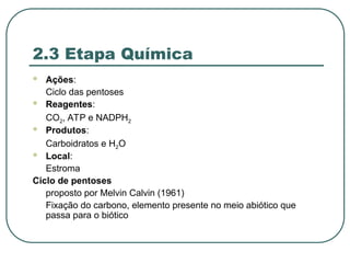2.3 Etapa Química
 Ações:
Ciclo das pentoses
 Reagentes:
CO2, ATP e NADPH2
 Produtos:
Carboidratos e H2O
 Local:
Estroma
Ciclo de pentoses
proposto por Melvin Calvin (1961)
Fixação do carbono, elemento presente no meio abiótico que
passa para o biótico
 