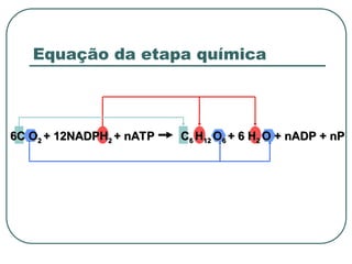 6C O2 + 12NADPH2 + nATP C6 H12 O6 + 6 H2 O + nADP + nP
Equação da etapa química
 