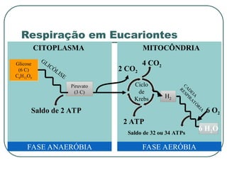 MITOCÔNDRIA
CITOPLASMA
Glicose
(6 C)
C6H12O6
2 CO2
Ciclo
de
Krebs
4 CO2
2 ATP
H2
FASE ANAERÓBIA FASE AERÓBIA
6 H2O
C
A
D
E
I
A
R
E
S
P
I
R
A
T
Ó
R
I
A
Saldo de 32 ou 34 ATPs
6 O2
Piruvato
(3 C)
GLICÓLISE
Saldo de 2 ATP
Respiração em Eucariontes
 