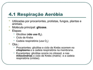 4.1 Respiração Aeróbia
 Utilizadas por procariontes, protistas, fungos, plantas e
animais.
 Molécula principal: glicose.
 Etapas:
• Glicólise (não usa O2).
• Ciclo de Krebs
• Cadeia respiratória (usa O2)
 Obs.:
• Procariontes: glicólise e ciclo de Krebs ocorrem no
citoplasma e a cadeia respiratória na membrana.
• Eucariontes: glicólise ocorre no citossol, e nas
mitocôndrias o ciclo de Krebs (matriz) e a cadeia
respiratória (cristas).
 