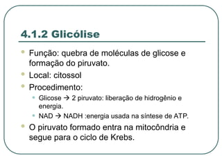 4.1.2 Glicólise
 Função: quebra de moléculas de glicose e
formação do piruvato.
 Local: citossol
 Procedimento:
• Glicose  2 piruvato: liberação de hidrogênio e
energia.
• NAD  NADH :energia usada na síntese de ATP.
 O piruvato formado entra na mitocôndria e
segue para o ciclo de Krebs.
 