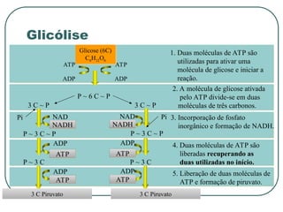 P ~ 6 C ~ P
3 C Piruvato 3 C Piruvato
Glicose (6C)
C6H12O6
ADP
ATP
ADP
ATP
1. Duas moléculas de ATP são
utilizadas para ativar uma
molécula de glicose e iniciar a
reação.
3 C ~ P 3 C ~ P
2. A molécula de glicose ativada
pelo ATP divide-se em duas
moléculas de três carbonos.
Pi
Pi NAD
P ~ 3 C ~ P
NADH
NAD
P ~ 3 C ~ P
NADH
3. Incorporação de fosfato
inorgânico e formação de NADH.
P ~ 3 C
ADP
ATP
P ~ 3 C
ADP
ATP
4. Duas moléculas de ATP são
liberadas recuperando as
duas utilizadas no início.
ADP
ATP
ADP
ATP
5. Liberação de duas moléculas de
ATP e formação de piruvato.
Glicólise
 