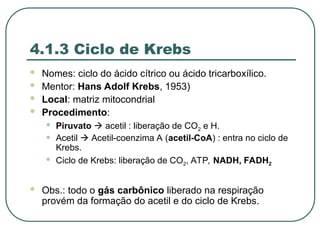 4.1.3 Ciclo de Krebs
 Nomes: ciclo do ácido cítrico ou ácido tricarboxílico.
 Mentor: Hans Adolf Krebs, 1953)
 Local: matriz mitocondrial
 Procedimento:
• Piruvato  acetil : liberação de CO2 e H.
• Acetil  Acetil-coenzima A (acetil-CoA) : entra no ciclo de
Krebs.
• Ciclo de Krebs: liberação de CO2, ATP, NADH, FADH2
 Obs.: todo o gás carbônico liberado na respiração
provém da formação do acetil e do ciclo de Krebs.
 
