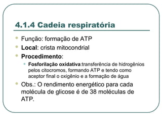 4.1.4 Cadeia respiratória
 Função: formação de ATP
 Local: crista mitocondrial
 Procedimento:
• Fosforilação oxidativa:transferência de hidrogênios
pelos citocromos, formando ATP e tendo como
aceptor final o oxigênio e a formação de água
 Obs.: O rendimento energético para cada
molécula de glicose é de 38 moléculas de
ATP.
 