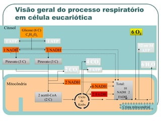 Citosol
Crista mitocondrial
Mitocôndria
Glicose (6 C)
C6H12O6
Total:
10
NADH 2
FADH2
1 ATP
1 ATP
1 NADH 1 NADH
Piruvato (3 C)
Piruvato (3 C)
6 O2
6 H2O
32 ou 34
ATP
6 NADH
2 FADH
2 ATP
4 CO2
2 CO2
2 NADH
2 acetil-CoA
(2 C)
Ciclo
de
Krebs
Visão geral do processo respiratório
em célula eucariótica
 