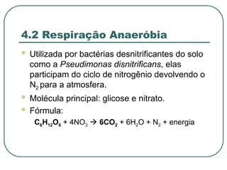 4.2 Respiração Anaeróbia
 Utilizada por bactérias desnitrificantes do solo
como a Pseudimonas disnitrificans, elas
participam do ciclo de nitrogênio devolvendo o
N2 para a atmosfera.
 Molécula principal: glicose e nitrato.
 Fórmula:
C6H12O6 + 4NO3  6CO2 + 6H2O + N2 + energia
 