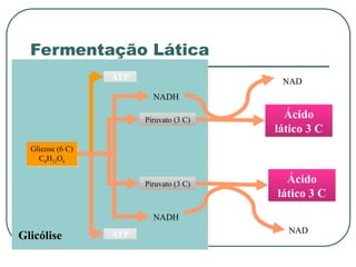 Glicólise
Glicose (6 C)
C6H12O6
ATP
ATP
Piruvato (3 C)
Piruvato (3 C)
NADH
NADH
Ácido
lático 3 C
NAD
Ácido
lático 3 C
NAD
Fermentação Lática
 