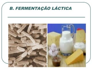 B. FERMENTAÇÃO LÁCTICA
 