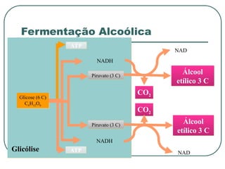 Glicólise
Glicose (6 C)
C6H12O6
ATP
ATP
Piruvato (3 C)
Piruvato (3 C)
NADH
NADH
CO2
CO2
Álcool
etílico 3 C
Álcool
etílico 3 C
NAD
NAD
Fermentação Alcoólica
 