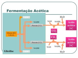 Glicólise
Glicose (6C)
C6H12O6
ATP
ATP
NADH
NADH
Ácido
acético
3 C
CO2
NAD NADH2
H2O
Ácido
acético
3 C
CO2
NAD NADH2
H2O
Piruvato (3 C)
Piruvato (3 C)
Fermentação Acética
 