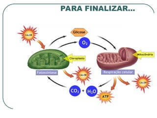 PARA FINALIZAR...
 