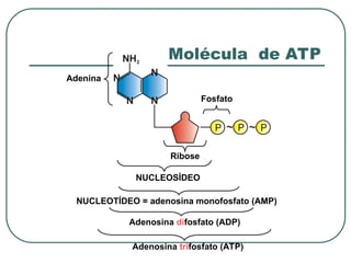NUCLEOSÍDEO
NUCLEOTÍDEO = adenosina monofosfato (AMP)
Adenosina difosfato (ADP)
Adenosina trifosfato (ATP)
Adenina
Fosfato
Ribose
Molécula de ATP
 