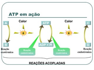 A
B ADP + Pi
ATP
Reação
endotérmica
Reação
exotérmica
C
D
e
Calor
e
Calor
REAÇÕES ACOPLADAS
Reação
exotérmica
Reação
endotérmica
ATP em ação
 