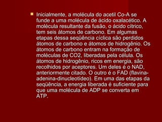  Inicialmente, a molécula do acetil Co-A seInicialmente, a molécula do acetil Co-A se
funde a uma molécula de ácido oxalacético. Afunde a uma molécula de ácido oxalacético. A
molécula resultante da fusão, o ácido cítrico,molécula resultante da fusão, o ácido cítrico,
tem seis átomos de carbono. Em algumastem seis átomos de carbono. Em algumas
etapas dessa seqüência cíclica são perdidosetapas dessa seqüência cíclica são perdidos
átomos de carbono e átomos de hidrogênio. Osátomos de carbono e átomos de hidrogênio. Os
átomos de carbono entram na formação deátomos de carbono entram na formação de
moléculas de CO2, liberadas pela célula. Osmoléculas de CO2, liberadas pela célula. Os
átomos de hidrogênio, ricos em energia, sãoátomos de hidrogênio, ricos em energia, são
recolhidos por aceptores. Um deles é o NAD,recolhidos por aceptores. Um deles é o NAD,
anteriormente citado. O outro é o FAD (flavina-anteriormente citado. O outro é o FAD (flavina-
adenina-dinucleotídeo). Em uma das etapas daadenina-dinucleotídeo). Em uma das etapas da
seqüência, a energia liberada é suficiente paraseqüência, a energia liberada é suficiente para
que uma molécula de ADP se converta emque uma molécula de ADP se converta em
ATP.ATP.
 