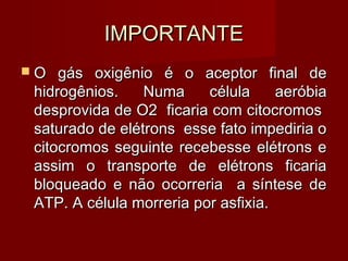 IMPORTANTEIMPORTANTE
 O gás oxigênio é o aceptor final deO gás oxigênio é o aceptor final de
hidrogênios. Numa célula aeróbiahidrogênios. Numa célula aeróbia
desprovida de O2 ficaria com citocromosdesprovida de O2 ficaria com citocromos
saturado de elétrons esse fato impediria osaturado de elétrons esse fato impediria o
citocromos seguinte recebesse elétrons ecitocromos seguinte recebesse elétrons e
assim o transporte de elétrons ficariaassim o transporte de elétrons ficaria
bloqueado e não ocorreria a síntese debloqueado e não ocorreria a síntese de
ATP. A célula morreria por asfixia.ATP. A célula morreria por asfixia.
 