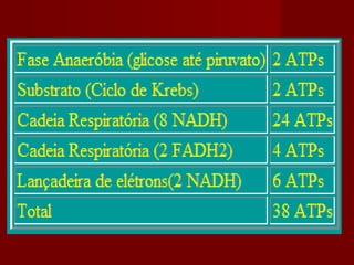 Rendimento Energético da Glicólise Anaeróbia
 